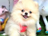 Safkan Pomeranian Boo Yavrularımız