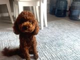 100 Safkan Erkek Toy Poodle
