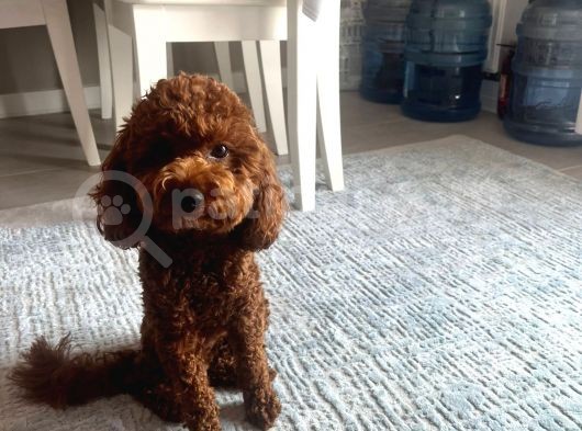 100 Safkan Erkek Toy Poodle görsel