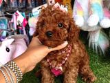Toy Poodle Güzeli