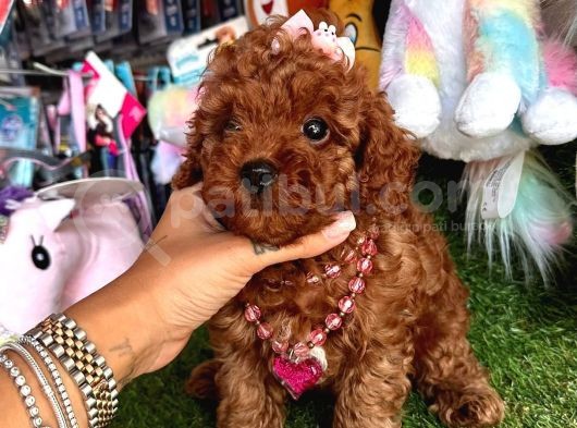 Toy Poodle Güzeli görsel