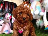Toy poodle güzeli