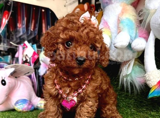 Toy Poodle Güzeli
