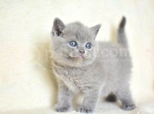 Küt Kafa Gri British Shorthair