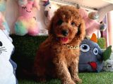 Koreni̇n Asi̇l Bebekleri̇ Toy Poodle Yavrularimiz