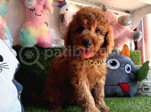 Koreni̇n Asi̇l Bebekleri̇ Toy Poodle Yavrularimiz görsel