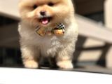 ORJİNAL POMERANİAN BOO DİŞİ YAVRU