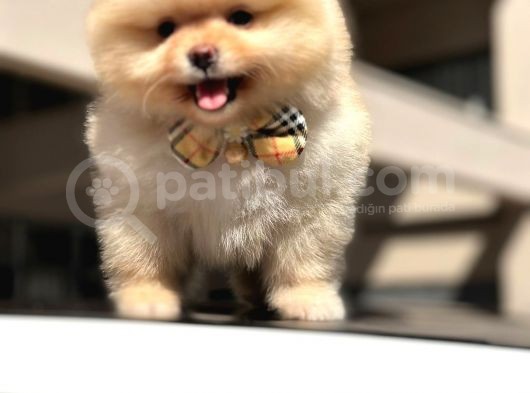 Orji̇nal Pomerani̇an Boo Di̇şi̇ Yavru