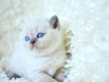 Muhteşem Blue Point British Shorthair Yavrumuz
