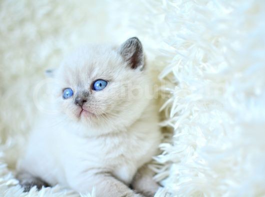 Muhteşem Blue Point British Shorthair Yavrumuz görsel