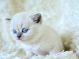 Muhteşem Blue Point British Shorthair Yavrumuz
