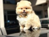 Orji̇nal Pomerani̇an Boo Di̇şi̇ Yavru