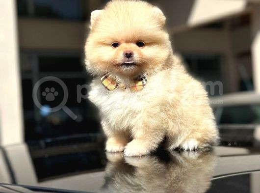 Orji̇nal Pomerani̇an Boo Di̇şi̇ Yavru görsel