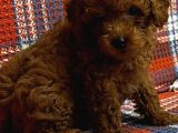 Toy Poodle Bi̇blo Yavrular