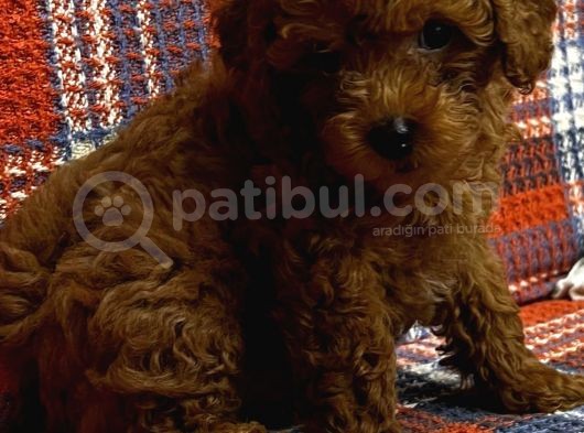 Toy Poodle Bi̇blo Yavrular görsel