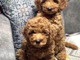 TOY POODLE BİBLO YAVRULAR