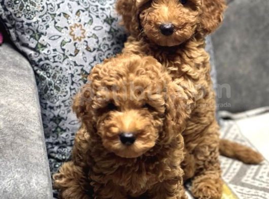 TOY POODLE BİBLO YAVRULAR