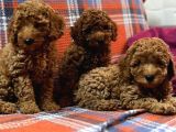 Toy Poodle Bi̇blo Yavrular