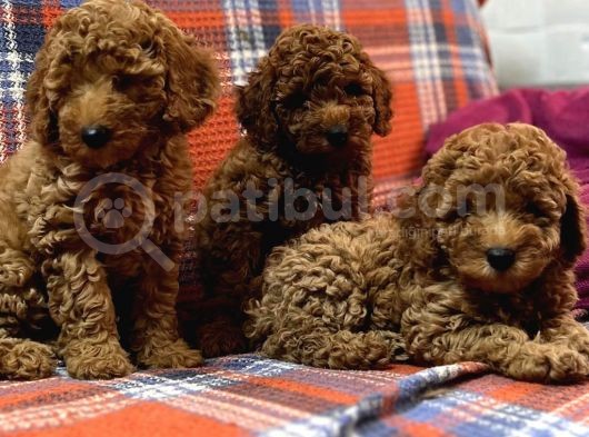 Toy Poodle Bi̇blo Yavrular görsel