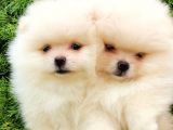 POMERİAN BOO TEDDY BEAR IRK GARANTİLİ