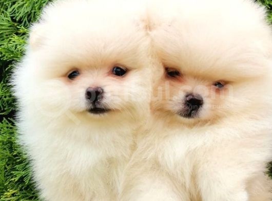 POMERİAN BOO TEDDY BEAR IRK GARANTİLİ