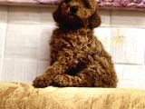 Toy Poodle Bi̇blo Yavrular
