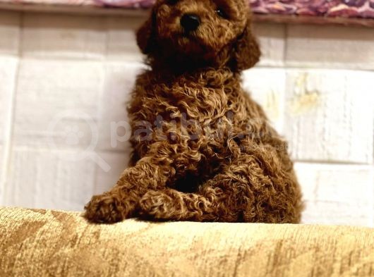 Toy Poodle Bi̇blo Yavrular görsel
