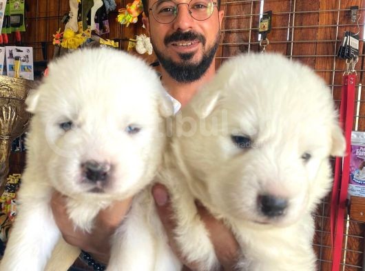 Ayi̇ Yavrusu Samoyed A Kali̇te Irk görsel