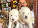 Ayi̇ Yavrusu Samoyed A Kali̇te Irk