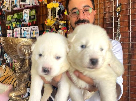 Ayi̇ Yavrusu Samoyed A Kali̇te Irk görsel