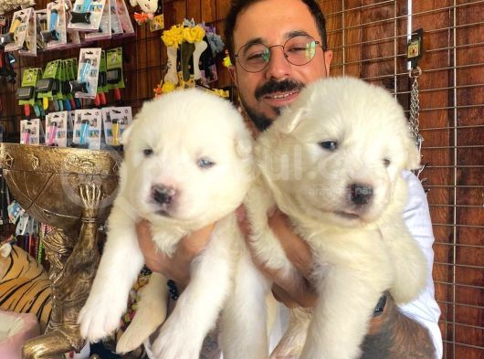 Ayi̇ Yavrusu Samoyed A Kali̇te Irk görsel