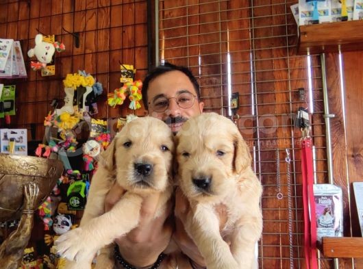 Bebek Yüzlü Golden A Kali̇te Irk