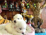 Ayi̇ Yavrusu Samoyed A Kali̇te Irk