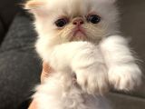 Sifir Burun Redpoint İran Kedi̇si̇ Yavrulari