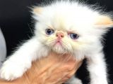 SIFIR BURUN REDPOINT İRAN KEDİSİ YAVRULARI