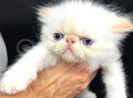 Sifir Burun Redpoint İran Kedi̇si̇ Yavrulari