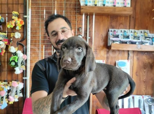 Safkan Çi̇kolata Labrador Yavrularimiz görsel