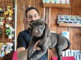 Safkan Çi̇kolata Labrador Yavrularimiz