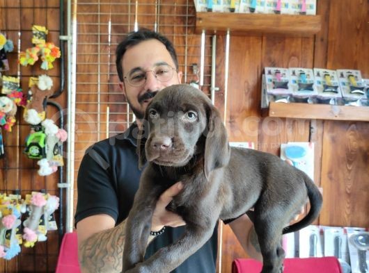 Safkan Çi̇kolata Labrador Yavrularimiz görsel