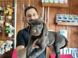 Safkan Çi̇kolata Labrador Yavrularimiz