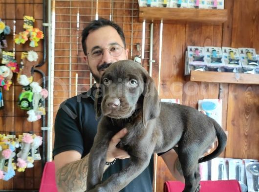 Safkan Çi̇kolata Labrador Yavrularimiz görsel