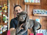 Safkan Çi̇kolata Labrador Yavrularimiz