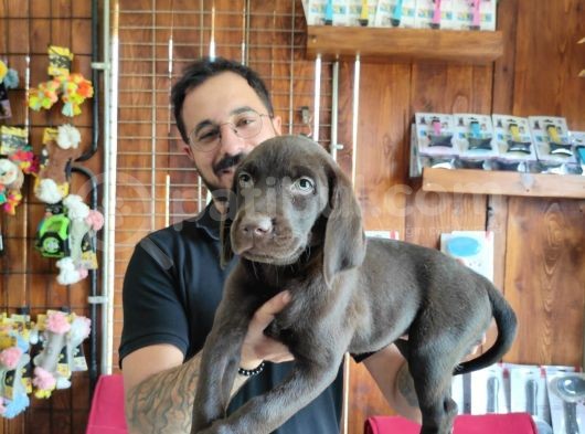 Safkan Çi̇kolata Labrador Yavrularimiz görsel