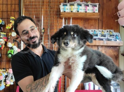 Dunyani̇n En Zeki̇ Irki Border Collie görsel