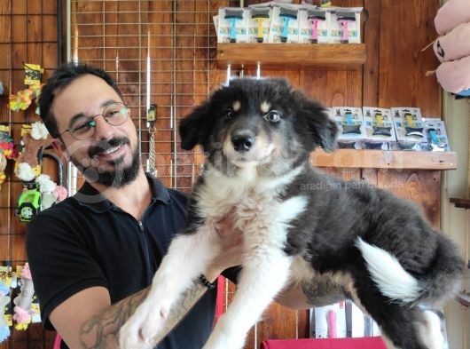 Dunyani̇n En Zeki̇ Irki Border Collie görsel