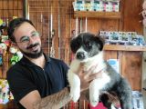 Dunyani̇n En Zeki̇ Irki Border Collie