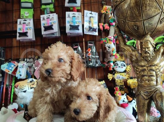 A Scr Muhteşem Toy Poodle  Yavrularimiz görsel