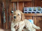 A Scr Muhteşem Toy Poodle  Yavrularimiz