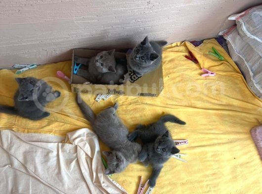 A Kalite British Shorthair Yavrular görsel