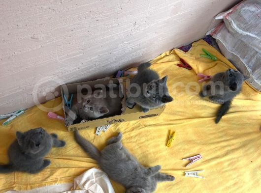 A Kalite British Shorthair Yavrular görsel